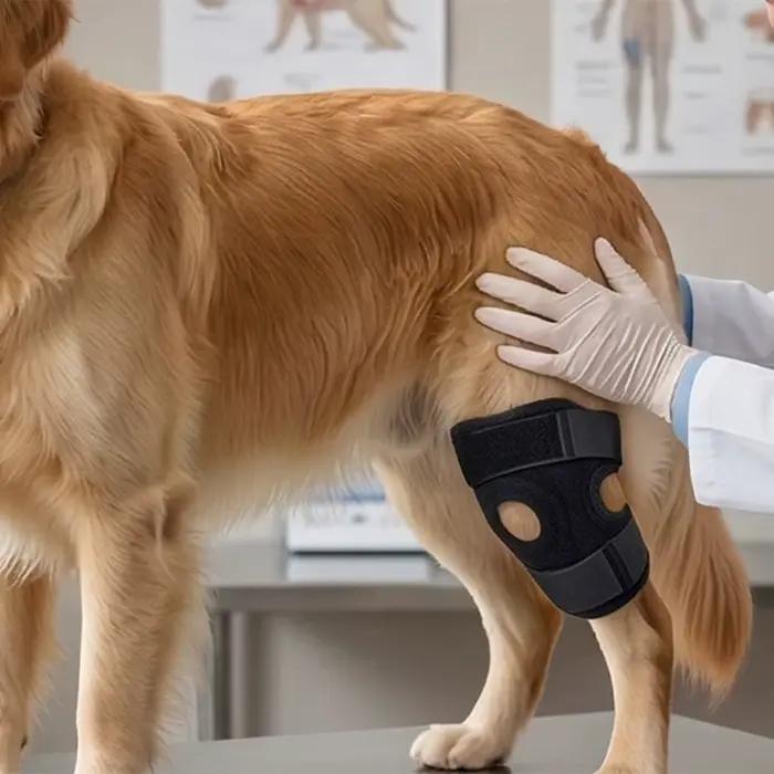 Attelle de genou pour chien