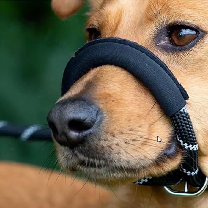 Laisse pour chien intégrée avec collier et cache-bouche