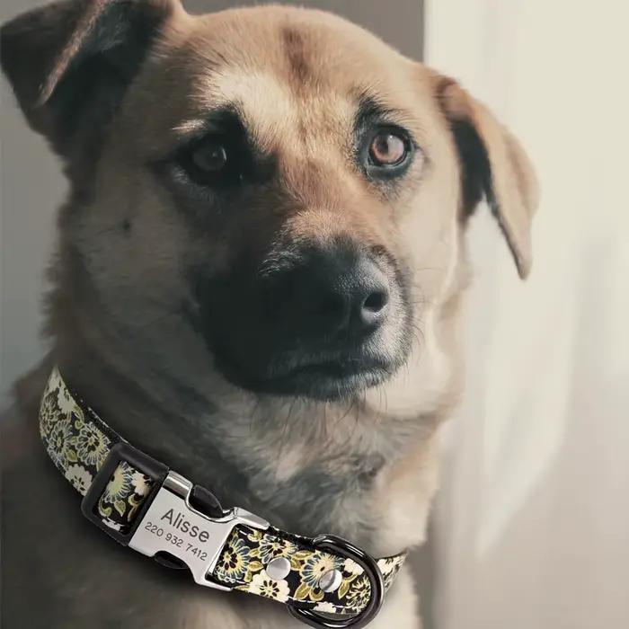 Collier de chien personnalisé avec nom gravé gratuit