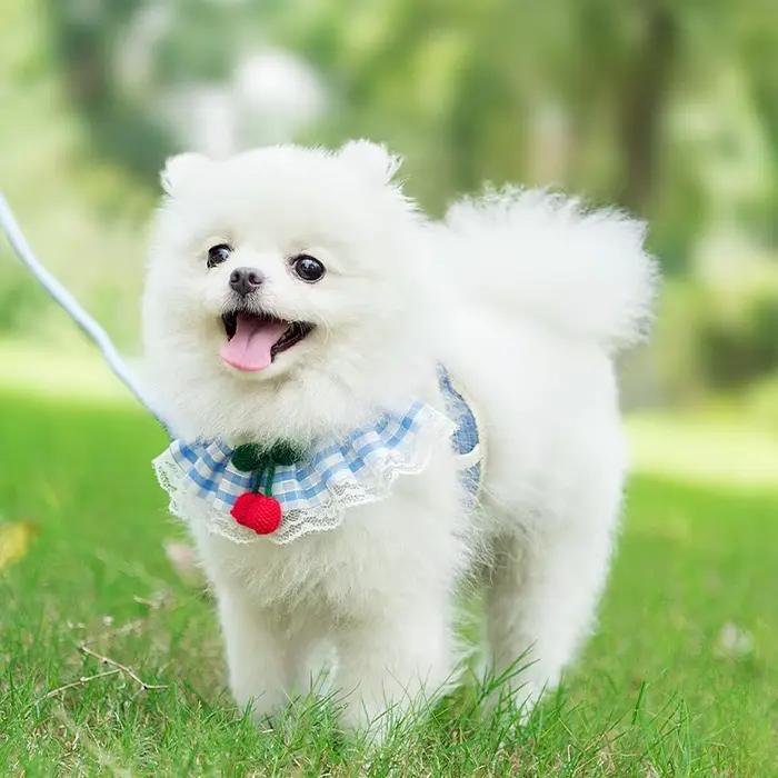 Laisse SFP mignonne pour petit chien et chat