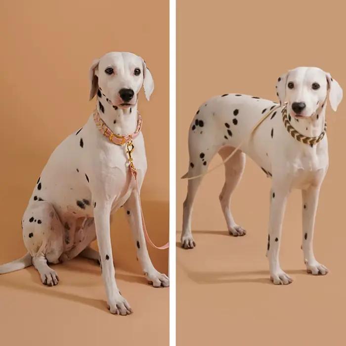 Collier de mode pour chien pour dames