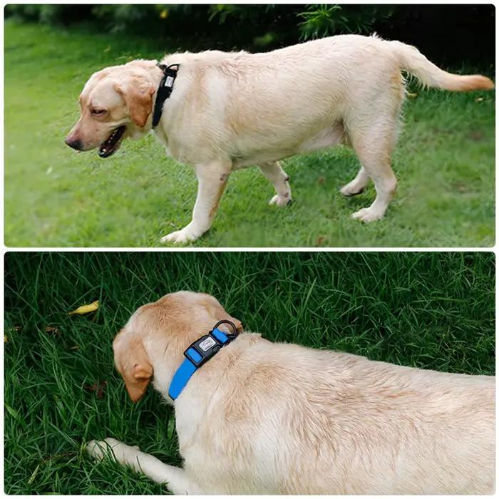 Collier réglable en PVC imperméable pour animal de compagnie