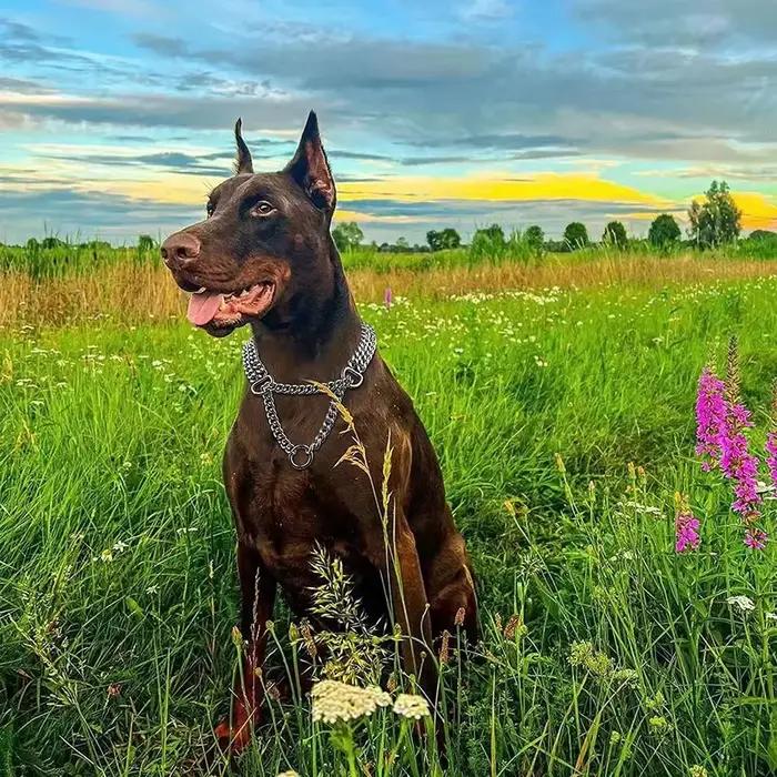 Collier de pincement Martingale en métal pour animaux de compagnie pour chiens