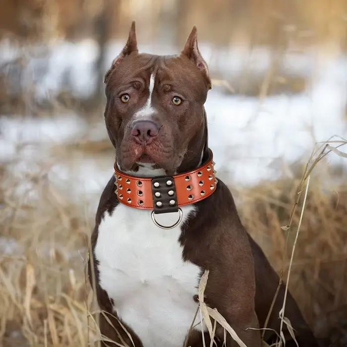 Collier de gros chien clouté à pointes colliers larges en cuir véritable pour chiens moyens et grands