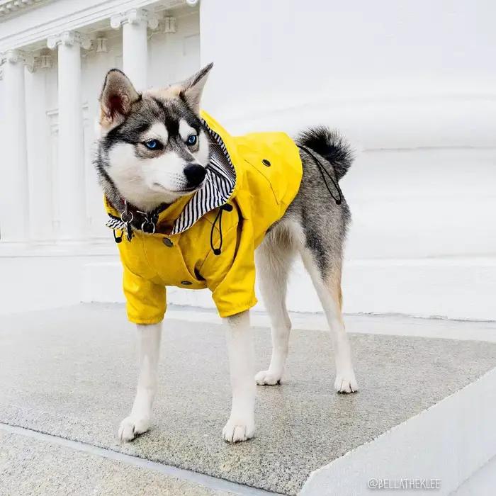Manteau imperméable pour chien
