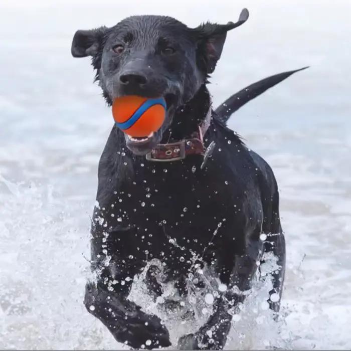 Balle de chien indestructible