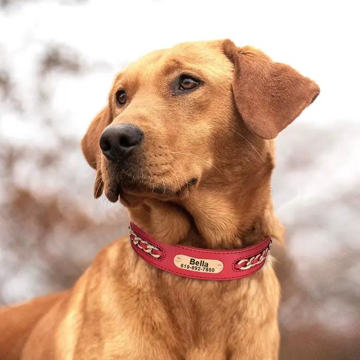 Collier de chien personnalisé