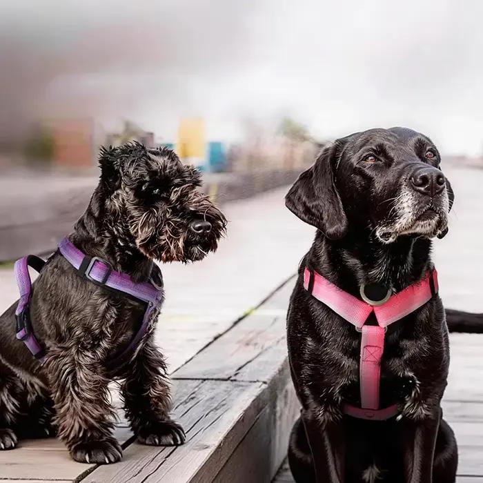 Harnais pour chien anti-traction premium à dégradé de couleurs