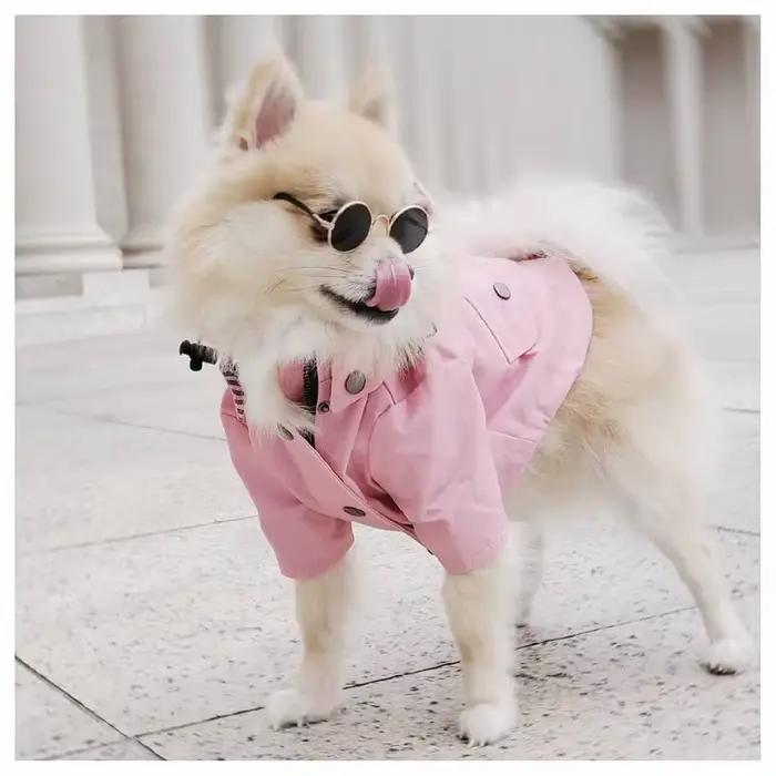 Manteau imperméable pour chien