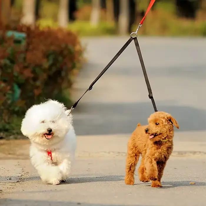 Coupleur de laisse pour deux chiens