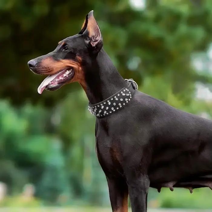 Collier de chien en cuir clouté à pointes de crâne pour chiens de taille moyenne et grande bouledogue réglable Anti-morsure sangle de cou colliers accessoires de laisse