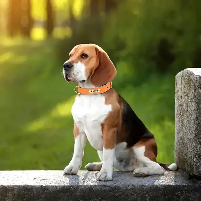 Collier de chien en cuir PU personnalisé colliers