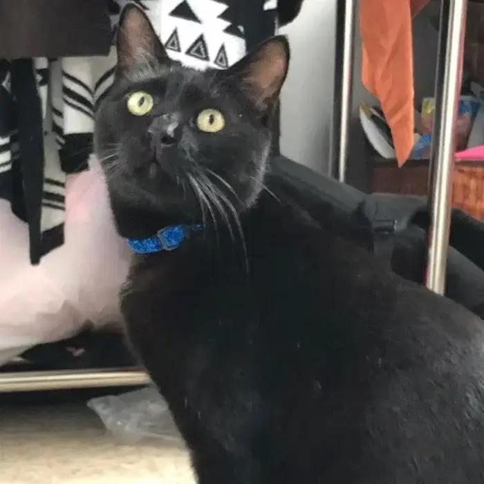 Collier pour chat