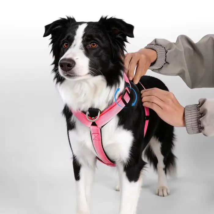 Harnais pour chien anti-traction premium à dégradé de couleurs