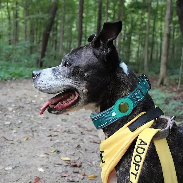 Collier de chien imperméable et Anti-perte