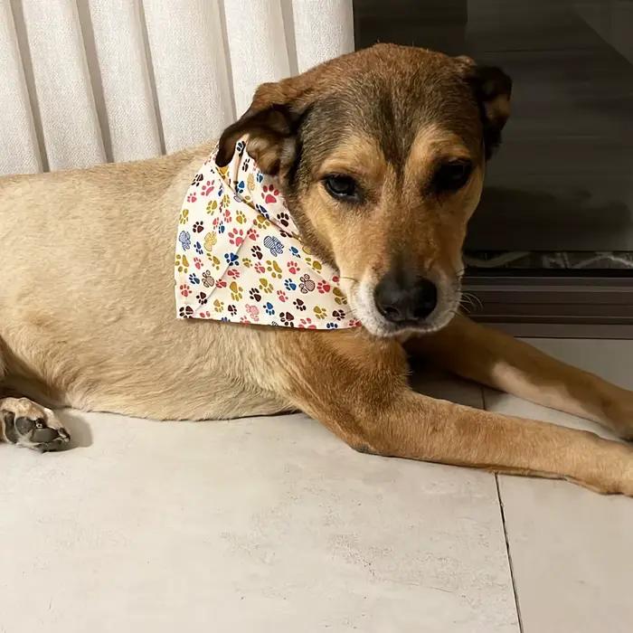 10/40/80 pièces 4 Types de tailles Bandana pour chien 100% coton respirant moyen grand accessoires p