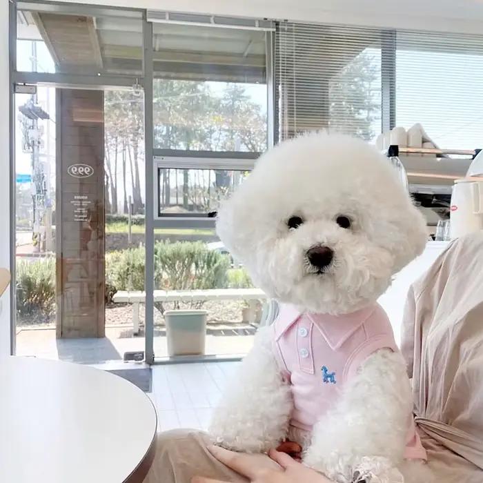 Vêtements pour chiens Schnauzer Chihuahua SARL, polo perforé, robe d'été, t-shirt rayé pour animaux