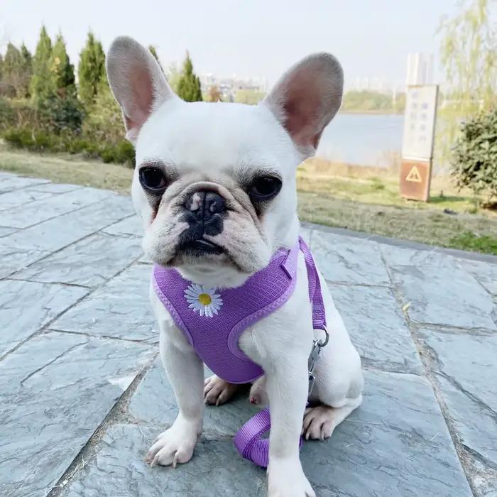 Harnais et laisse pour petits et moyens chiens