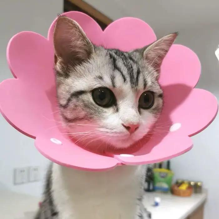 Collier de protection anti-léchage en EVA pour chats et chiens