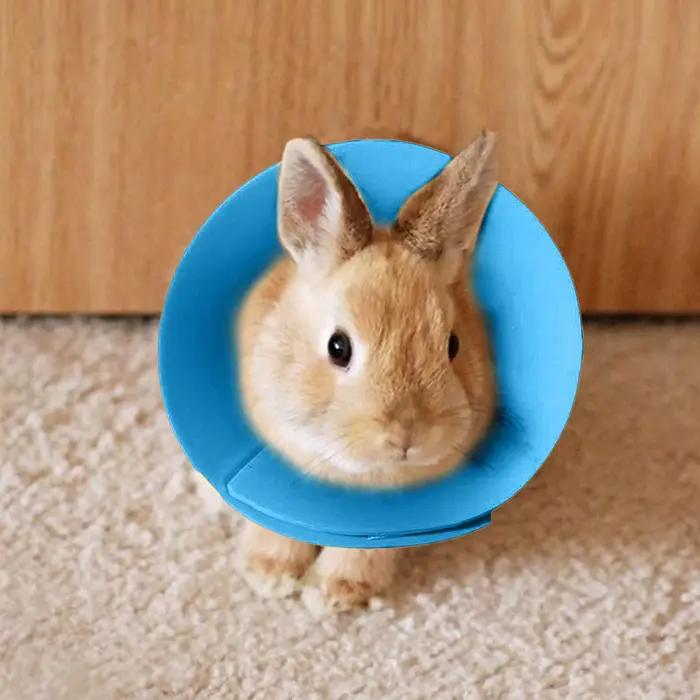 Cône de récupération réglable pour petits animaux – Collier anti-léchage doux et confortable pour le