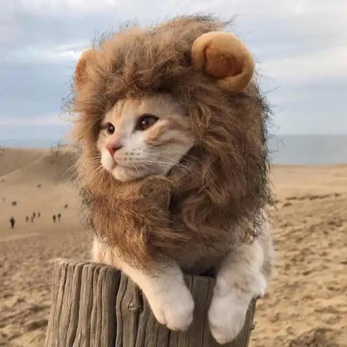 Chapeau de perruque de crinière de chat mignon pour chiens et chats