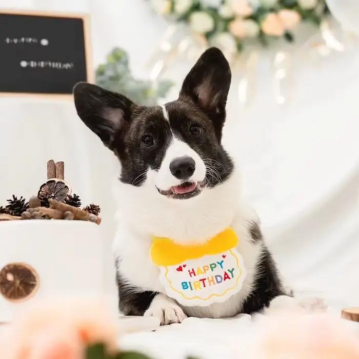 Rendez le spécial anniversaire de votre animal de compagnie avec ce adorable ensemble de chapeaux et