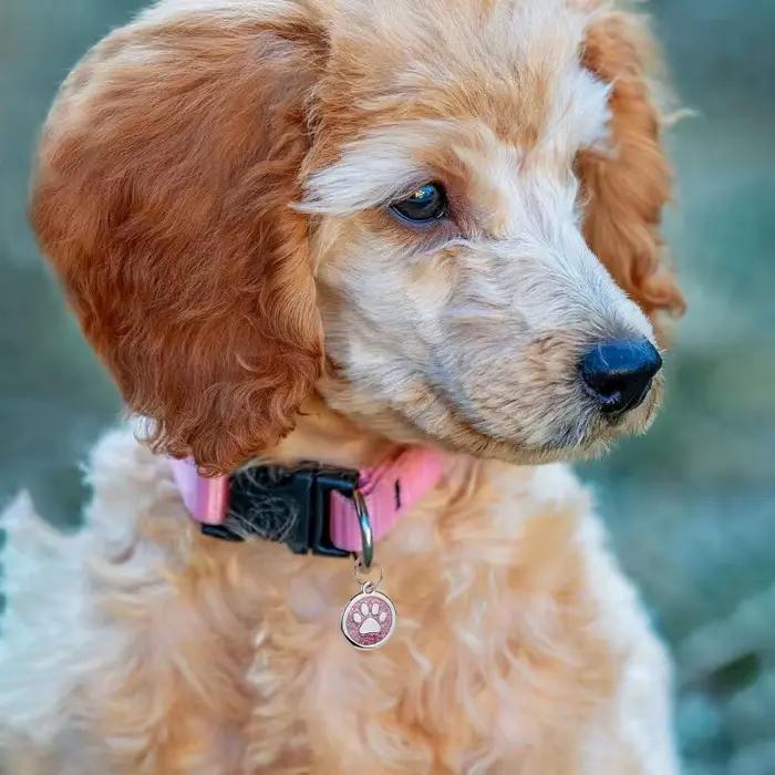 Médaille personnalisée pour collier de chien avec nom gravé