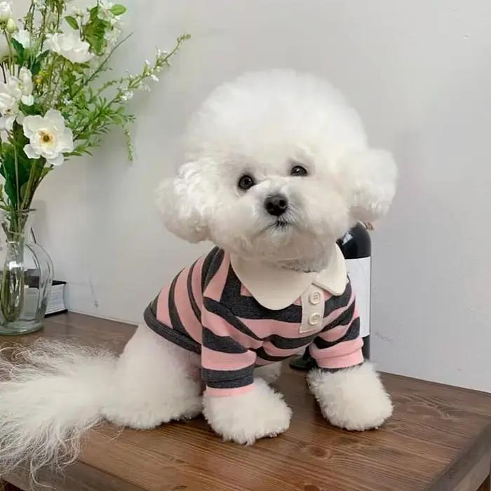 Chemise rayée pour chien