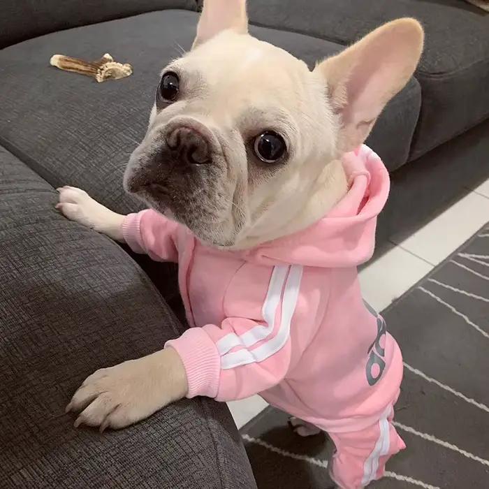 Survêtement pour chiens printemps automne vêtements pour chiens Sport sweat combinaison pour petits
