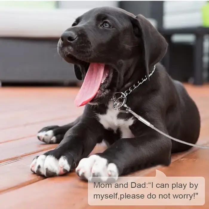 Laisse de câble d'arrimage pour chien à Double tête