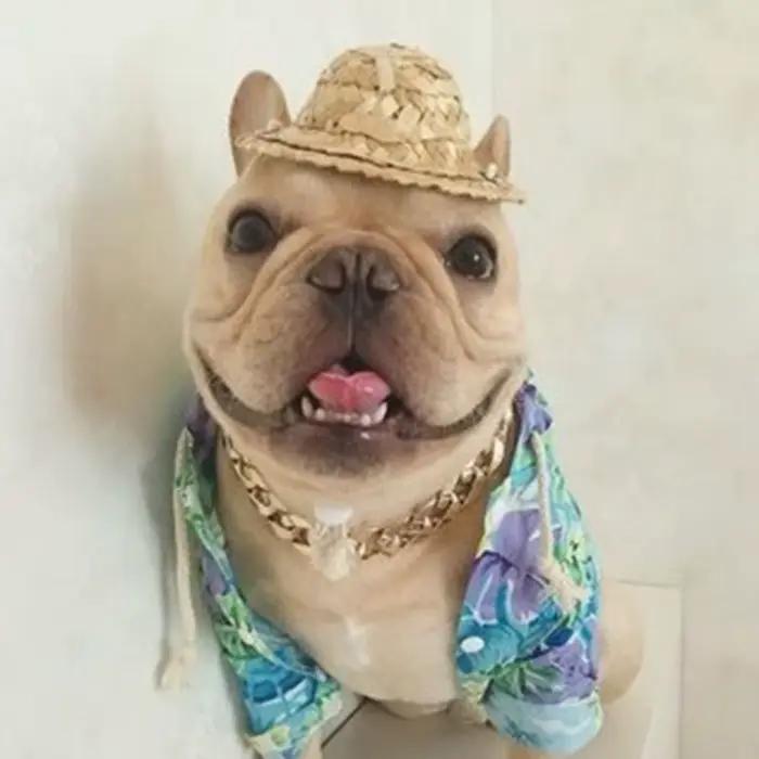 Collier en or réglable JOCollar pour animaux de compagnie
