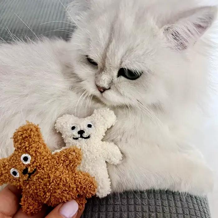 Chat de compagnie menthe poupée en peluche chien jouet Teddy