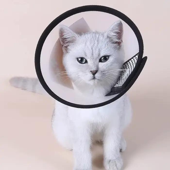 Collier élisabéthain pour animaux de compagnie