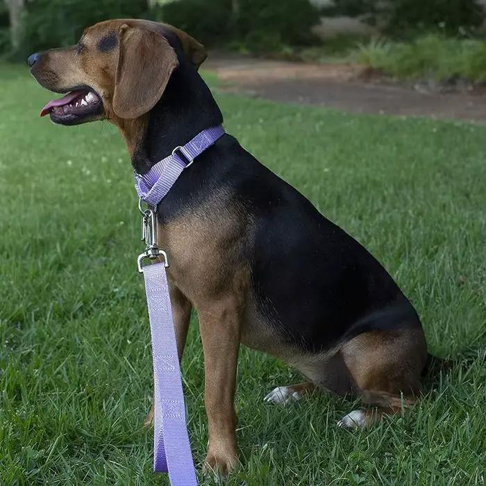 Collier pour chien en Nylon Martingale robuste