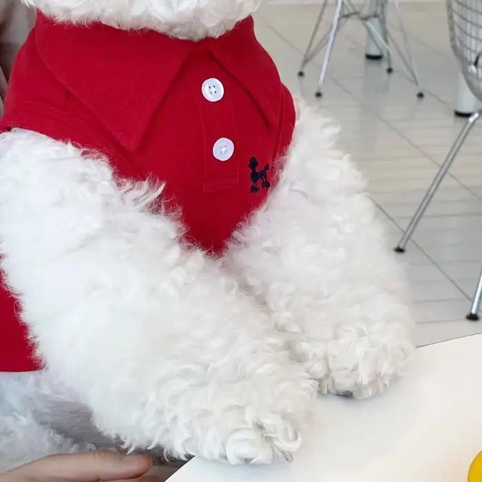 Vêtements pour chiens Schnauzer Chihuahua SARL, polo perforé, robe d'été, t-shirt rayé pour animaux