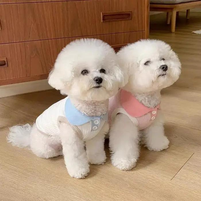 Vêtements d'été pour chiots