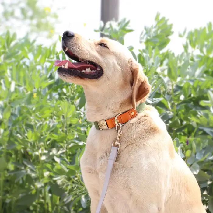 Collier à boucle pour chien personnalisé, en Nylon et cuir, nom gravé pour petits et moyens chiens,