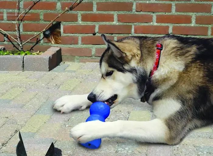 Jouet pour chien KONG Genius Mike, taille L, document variable