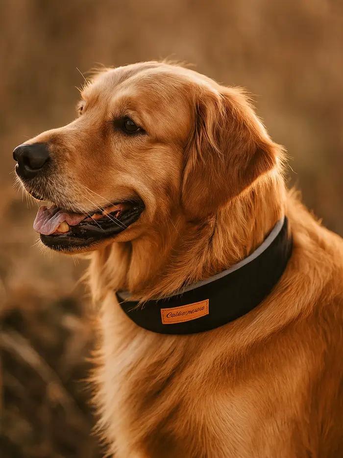 Collier pour chien qui ne s'ajuste pas autour du cou, accessoire de collier, laisse extérieure pour promenades de chiens, taille grande et moyenne