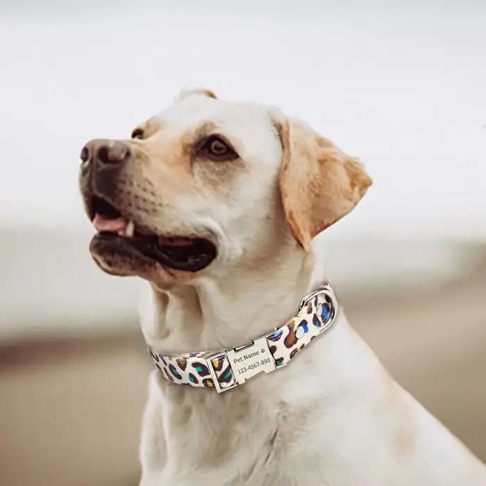 Collier de chien personnalisé avec nom gravé gratuit