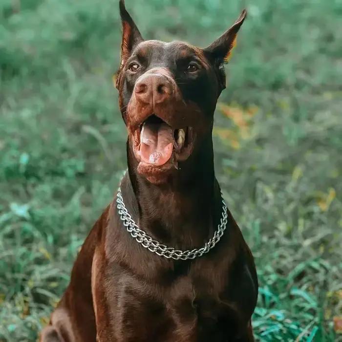Collier de pincement Martingale en métal pour animaux de compagnie pour chiens