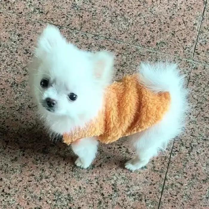 Mignon imprimé tasse de thé chien pull hiver chaud polaire vêtements pour animaux de compagnie pour