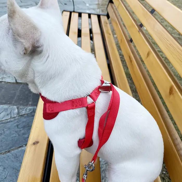 Harnais et laisse pour petits et moyens chiens