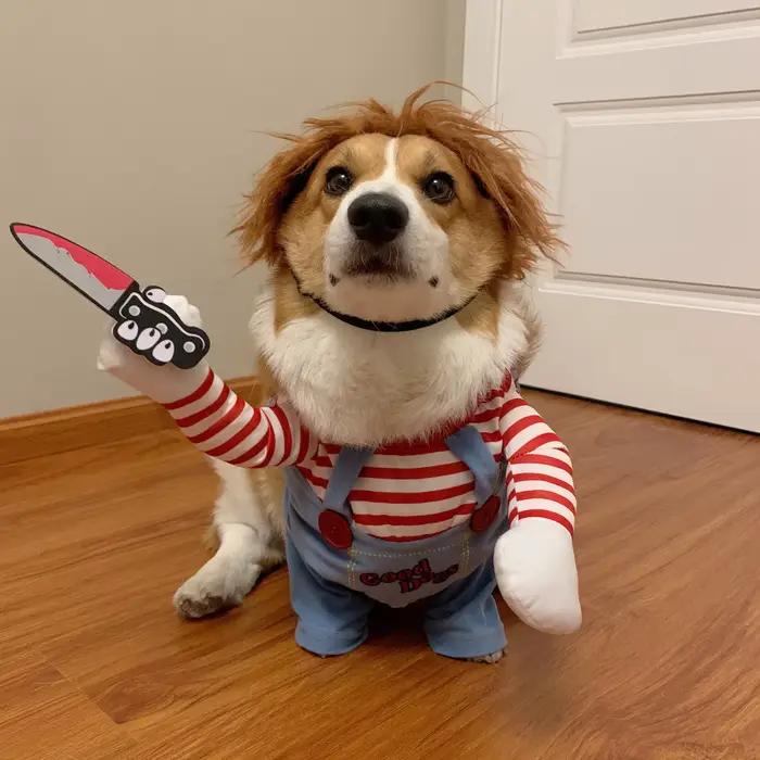 Costume d'Halloween pour animaux de compagnie, vêtements pour chiens, combinaison Chucky, beurre mor