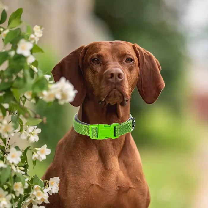 Collier pour chien personnalisé avec étiquette gravée amovible