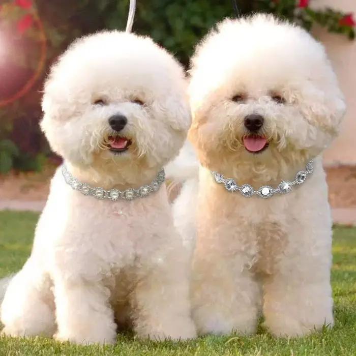Collier de mariage en biscuits Bling pour petits et moyens chiens et chiots