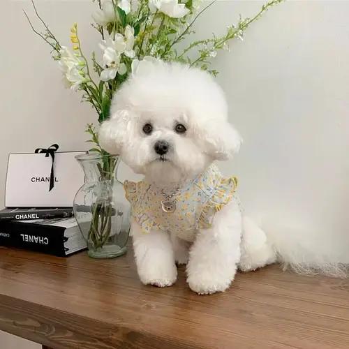 Mode chiot chien vêtements été fleurs fines chiens