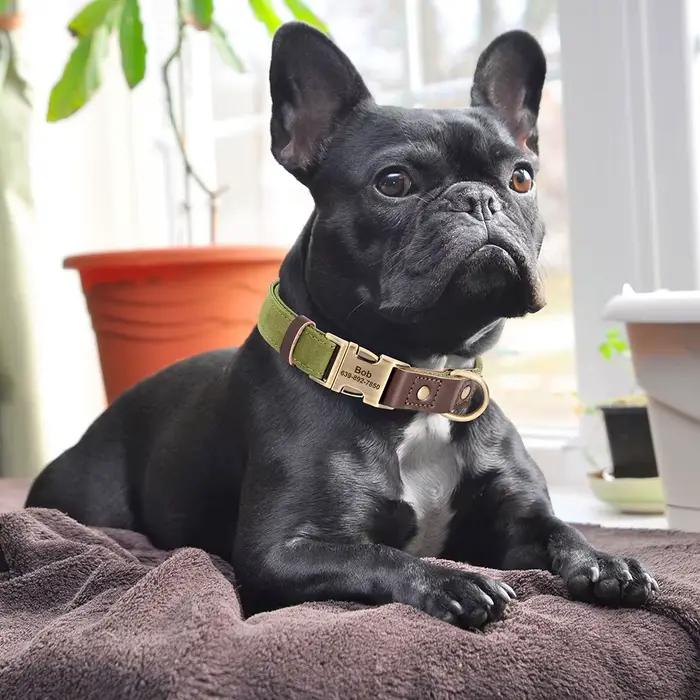 Collier de chien en cuir PU personnalisé gratuit colliers