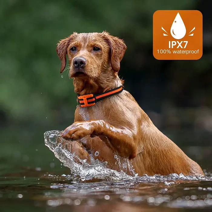 Collier de dressage pour chien colliers de choc rechargeables imperméables