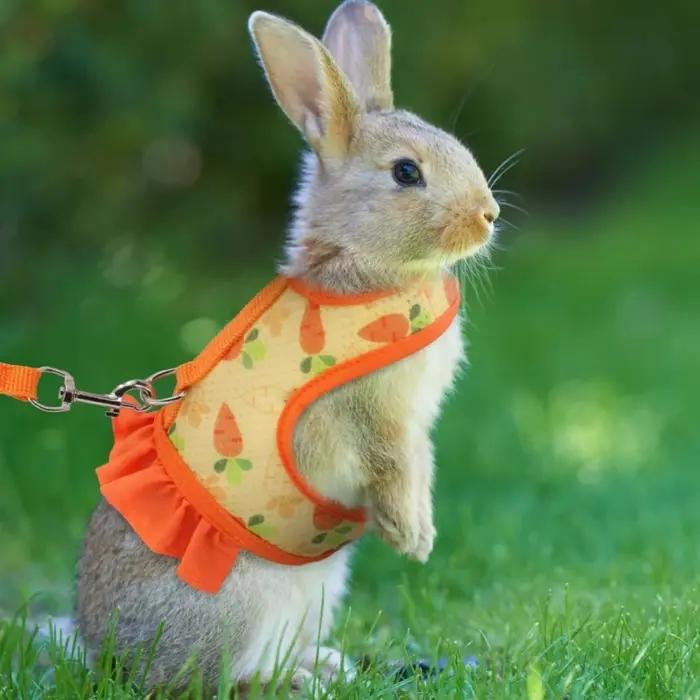 Harnais de lapin avec laisse